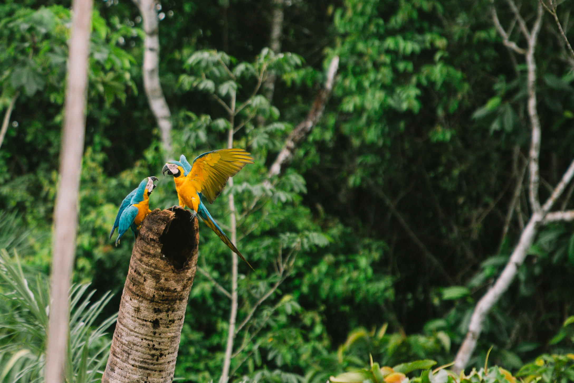 Ile aux oiseaux Amazonie