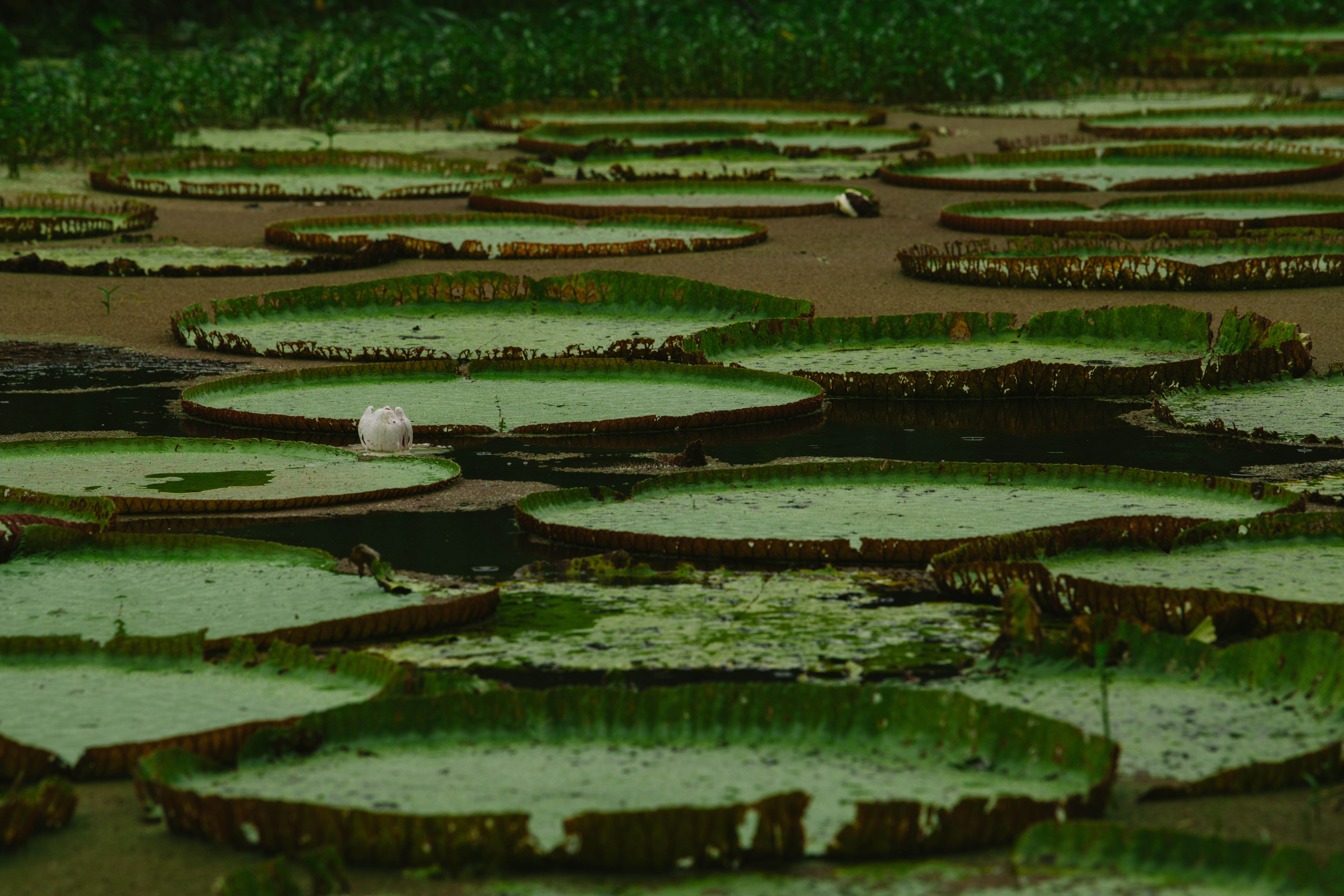 Lotus à San Antonio 