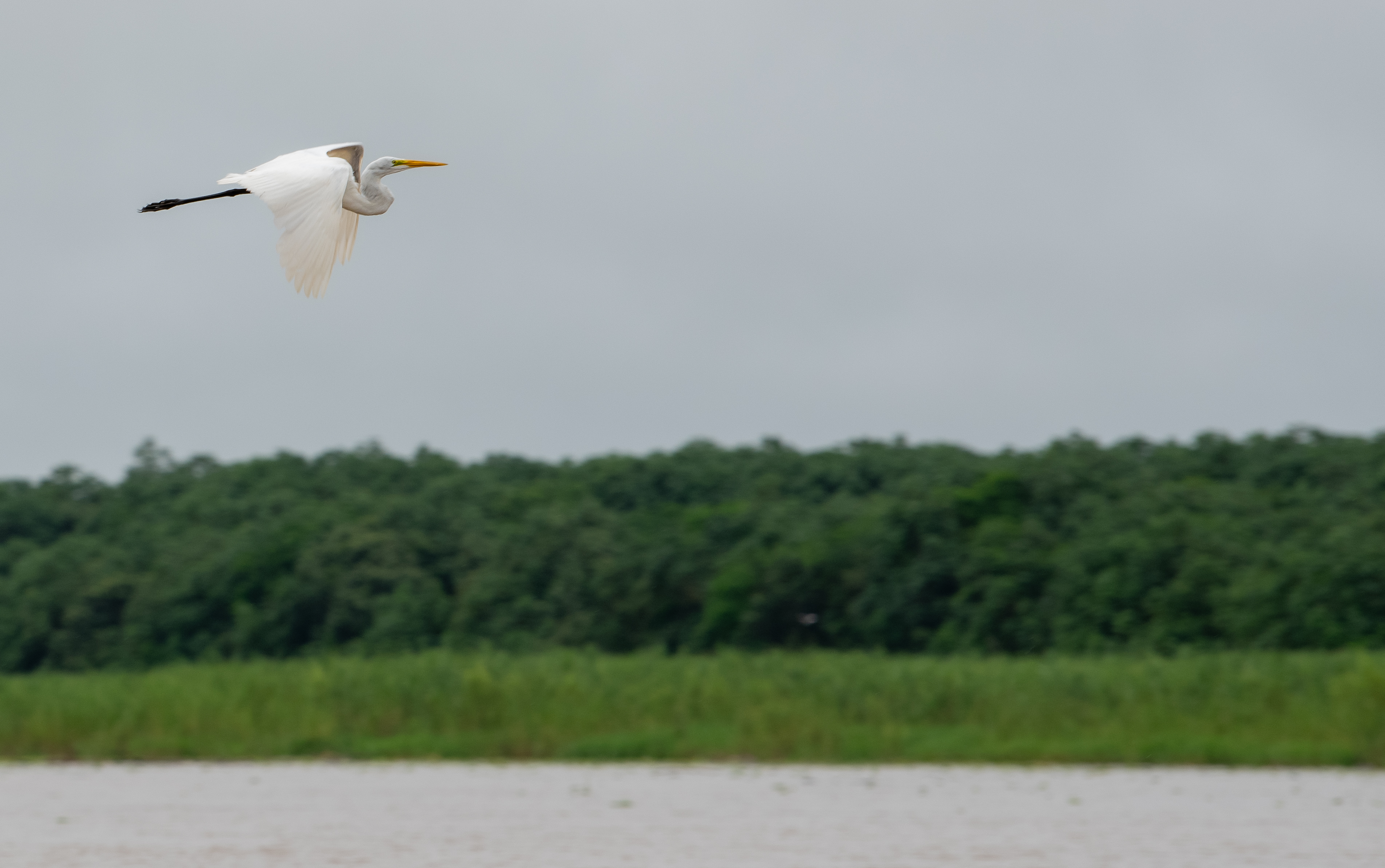 Ile aux oiseaux Amazonie